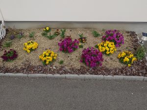 泉州保険岸和田支店花壇1